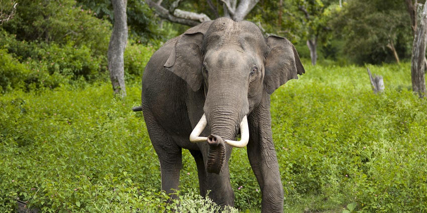 An elephant walks through a dry forest landscape with scattered trees under a blue sky, amongst the top places to visit in Karnataka in February.