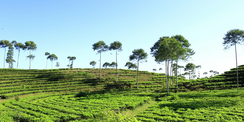 Rolling green hills with winding paths and tall trees, amongst the best places to visit in Indonesia in December.