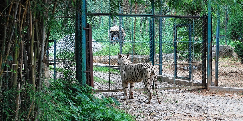 A majestic white tiger rests in a shaded enclosure at Bannerghatta, surrounded by greenery and natural rock formations.