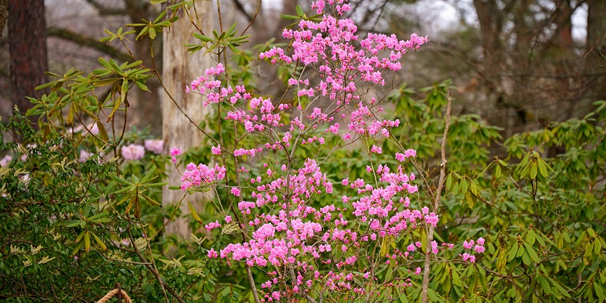 Forest sanctuary known for vibrant rhododendron blooms, nature trails, and mountain views