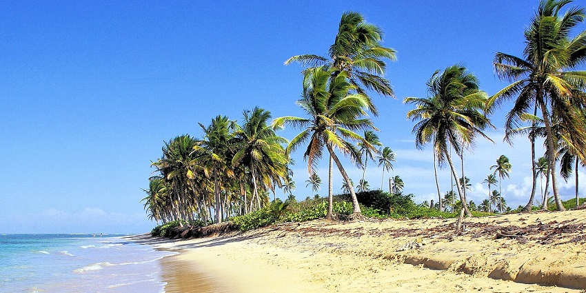 A serene stretch of golden sand lined with lush palm trees, an idyllic place to visit in the Dominican Republic.