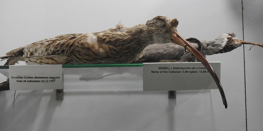 Taxidermy of two distinct birds on display inside the Bengal Natural History Museum.
