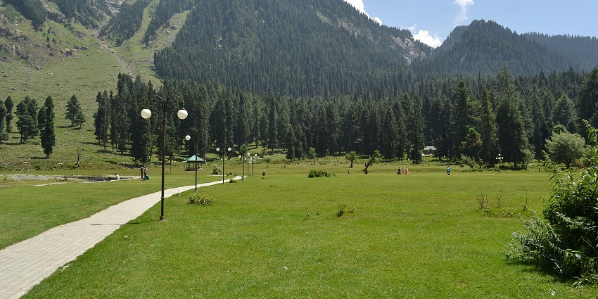 Lush green meadows with dense pine trees and mountains, amongst the best places to visit in Jammu in January.