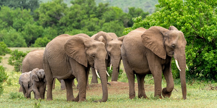 A herd of elephants in Betla National Park, surrounded by trees and hilly landscape.