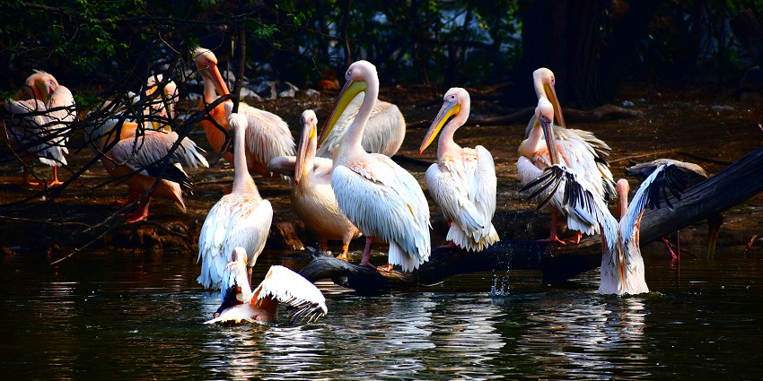 Painted stork in the wetlands of Bharatpur Bird Sanctuary, a top nature spot among places to visit near Agra within 200 kms.
