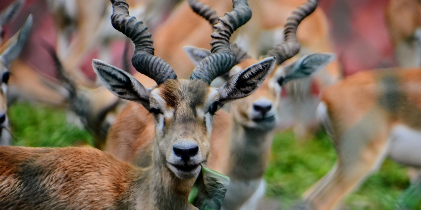 A pair of blackbucks gazing directly into the camera, in Jawaharlal Nehru Biological Park, , one of the best places to visit in Jharkhand in December.