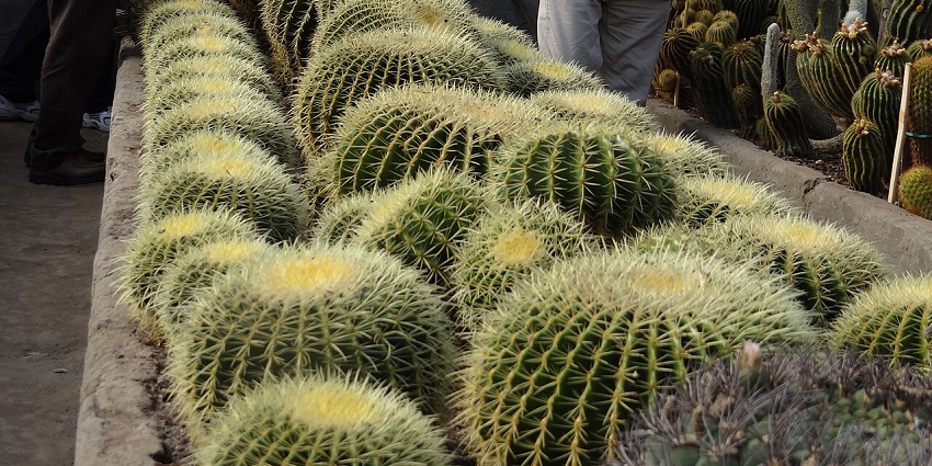 Close-up of various colorful cacti in pots at a garden in Panchkula, showcasing unique textures and vibrant natural patterns.