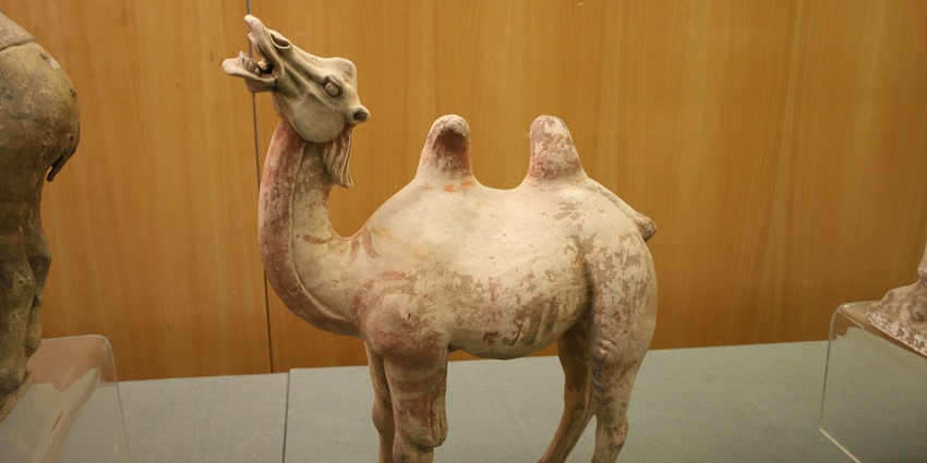 Tang dynasty ceramic camel sculpture with two humps and detailed saddle.