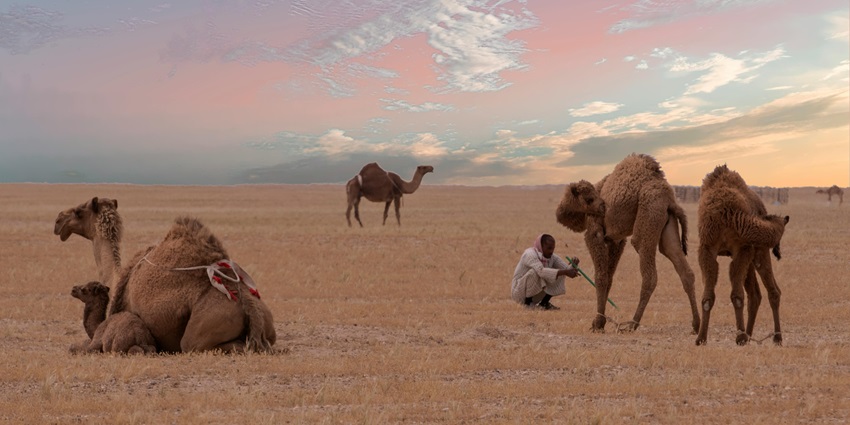 Two women riding camels across a vast desert region, with golden sands stretching under a clear blue sky.