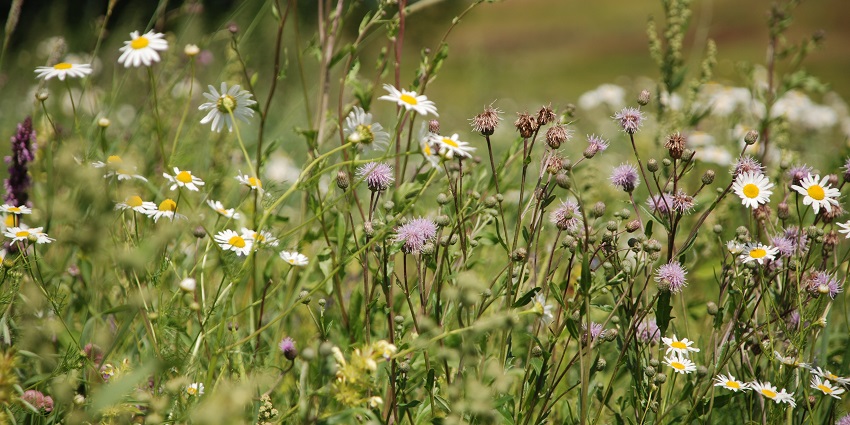 A closeup view of the Bogong High Plains with colorful wildflowers, grassy meadows, and distant mountain peaks.