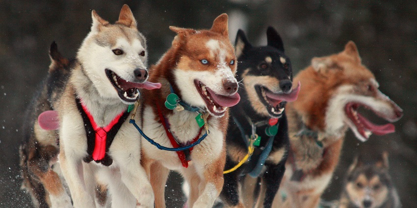 Join enthusiastic crowds in Anchorage to witness the ceremonial start of the iconic Iditarod sledge dog race