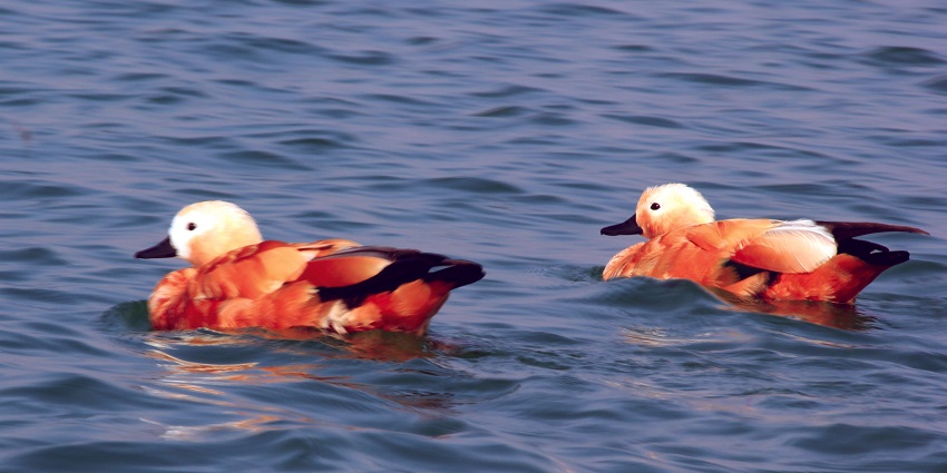 A pretty pair of swans in a lake near Chitra Coal Mine, , one of the best places to visit in Jharkhand in December.