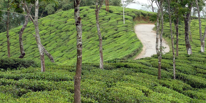 Darjeeling's seasons offer scenic views, festivals, peace, and nature for every travel style.