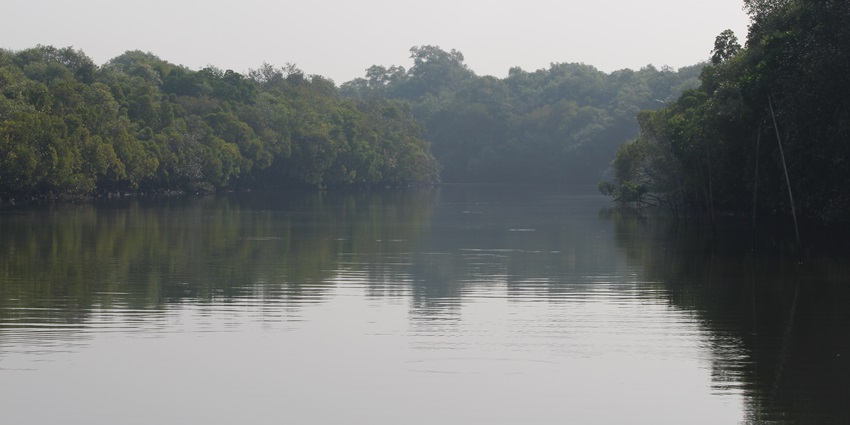 Salim Ali bird sanctuary with a greenish still water body, wood sticks and lush greenery