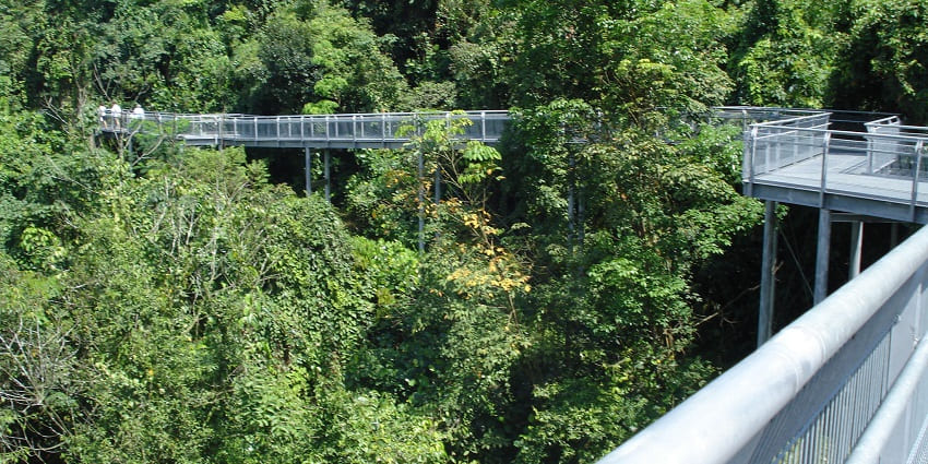 A lovely walking bridge is located in the middle of a grand Clementi Forest with stunning views.