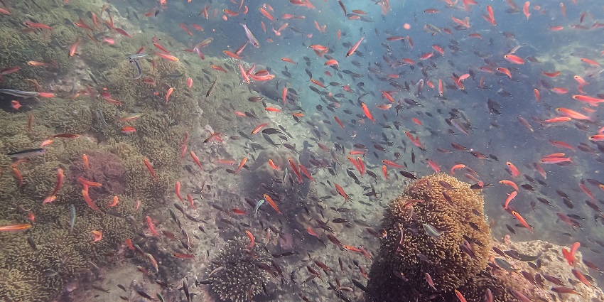 Cocks Comb’s heart-shaped lagoon surrounded by limestone cliffs, clear waters and red fishes.