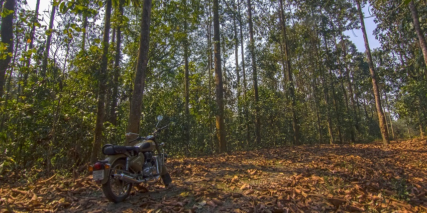 Dehing Patkai rainforest with a bike parked, brown dry leaves on the ground and tall trees