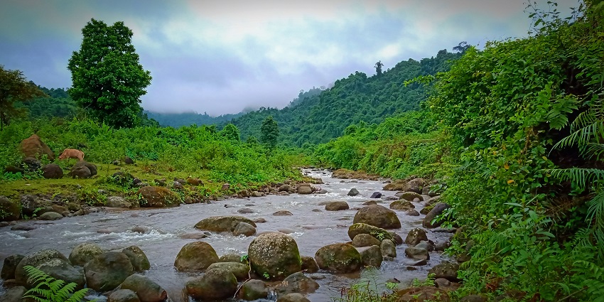Dehing Patkai Rainforest with dense greenery and a river flowing through the forest.