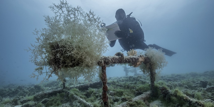 Exploring vibrant coral reefs and marine life in Tuvalu's crystal-clear waters at Dhigali Giri.