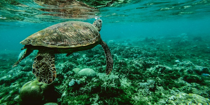 Unlock the beauty of diving at Dhonfanu Thila, with clear waters and amazing marine life