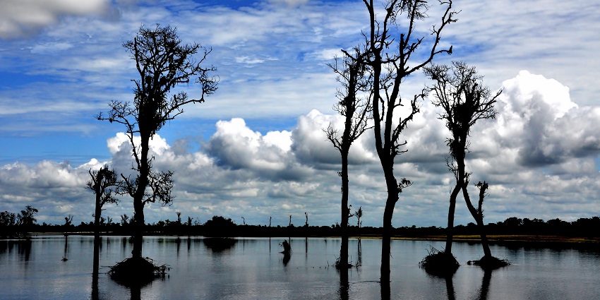 Dibru Saikhowa National Park with trees and their roots over water under a blue, clouded sky
