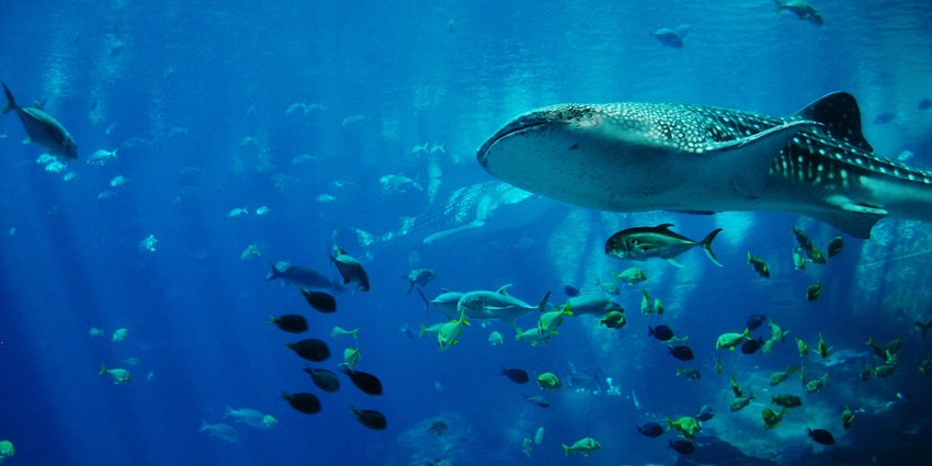 Shark gliding in a glass tank surrounded by coral, things to do in Guadalajara, Mexico.