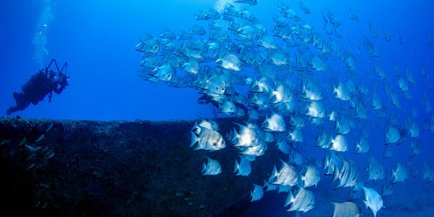 Explore marine life up close at Underwater World Pattaya, featuring various sea creatures from around the world.