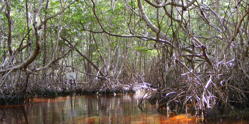 Explore Florida's coastal mangroves - one of the things to do in Florida for spring break.
