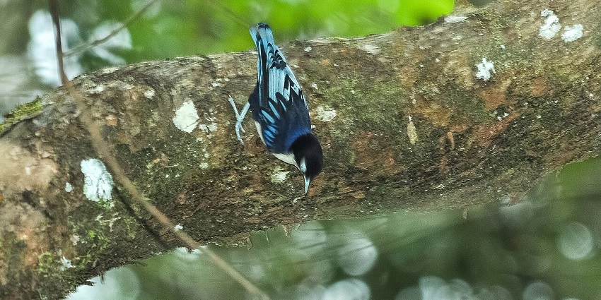 Colourful tropical birds and informative displays draw birdwatchers to this eco-education centre.