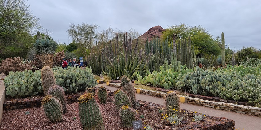 Things to do in Phoenix include wandering the Desert Botanical Garden’s scenic trails.