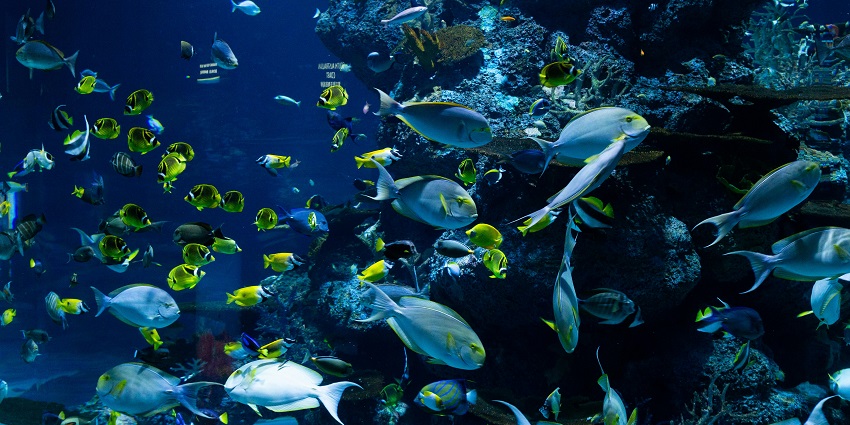 Exploring colourful fish and marine life in large tanks at Dingle Oceanworld Aquarium, one of the best things to do in Dingle.