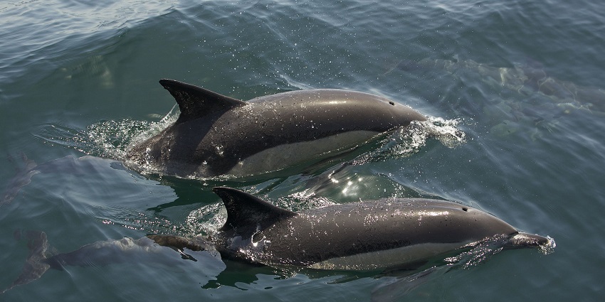 Things to do in Gibraltar, Spain, include boat cruising as dolphins leap and swim
