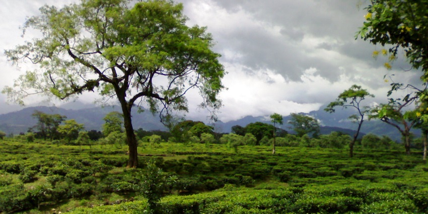 Lush tea garden in Dooars under cloudy skies, amongst the top places to visit in West Bengal in August.