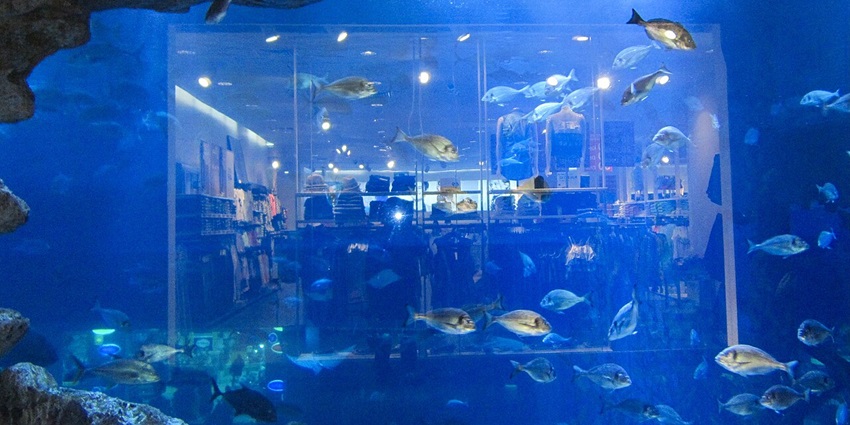 The Dubai Mall Aquarium and Underwater Zoo are filled with many fish in bluish water