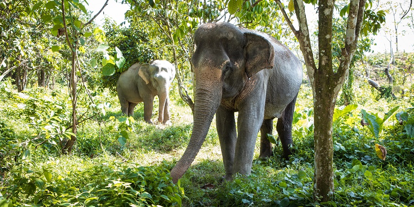 Elephants at Elephant sanctuary in Phuket, Thailand