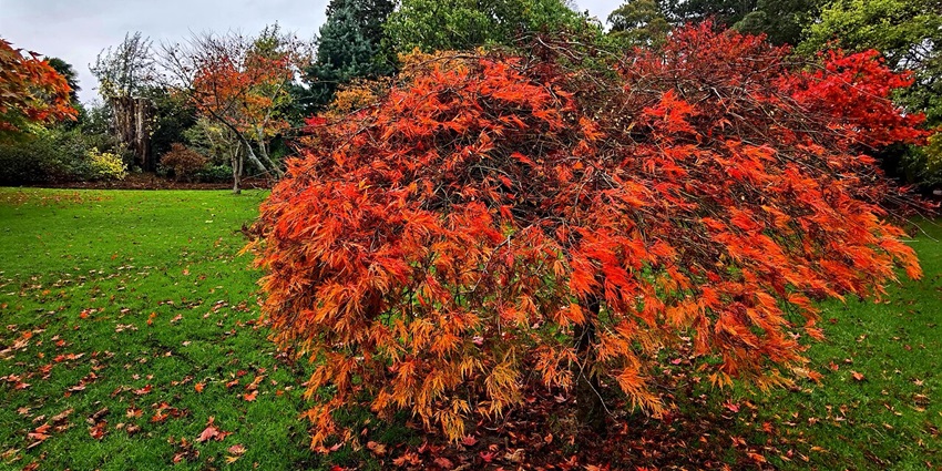 Roath Park in Cardiff offers scenic walks, boating, a rose garden, and a tropical conservatory.