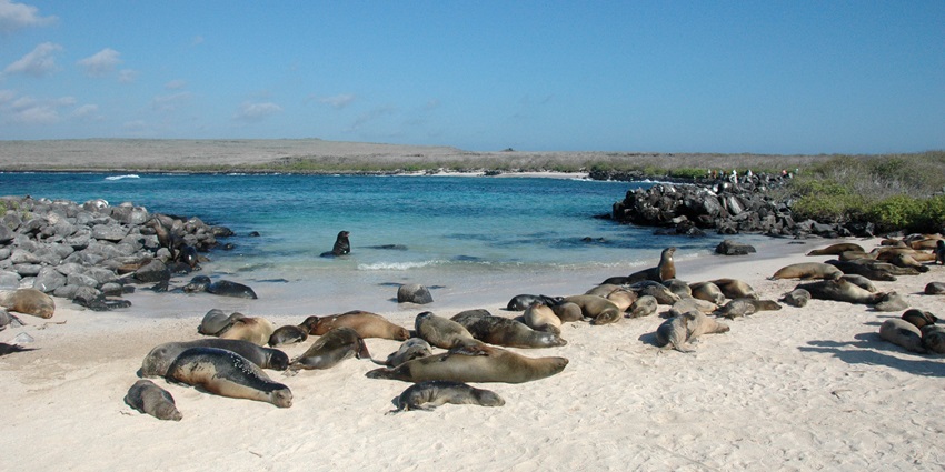 Seals resting on the white sandy Española Island, one of the famous island in Ecuador