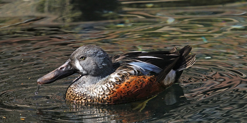 Encounter diverse animal species and engaging exhibits at the Maryland Zoo in Baltimore.