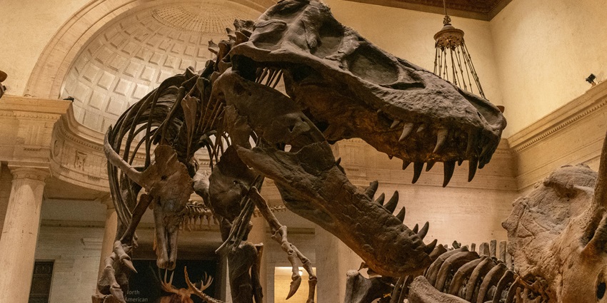 Things to do in Salt Lake City in February include exploring dinosaur skeletons and interactive exhibits at the Natural History Museum of Utah.