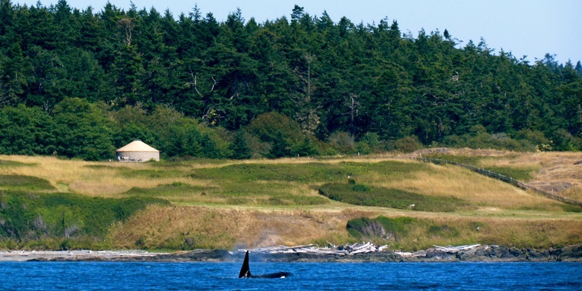 San Juan Islands with rocky shores, dense forests, and calm waters under clear sky