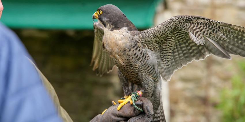 Handler with majestic falcon during an outdoor demonstration.