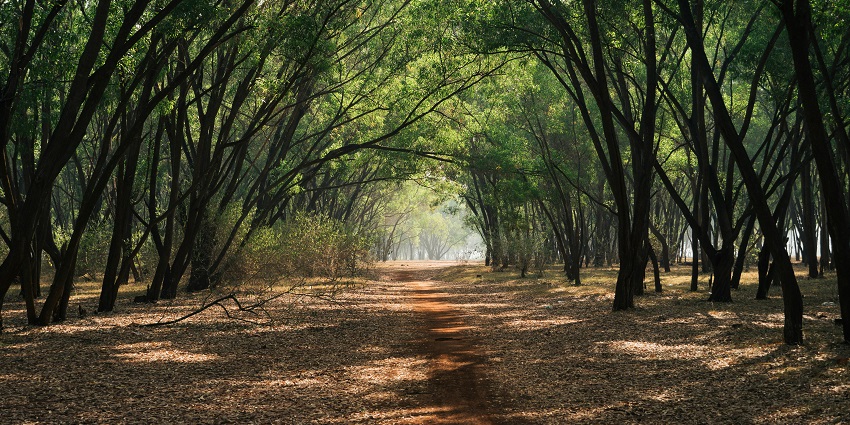Garbhanga forest reserve trails, offering an escape amidst nature's embrace