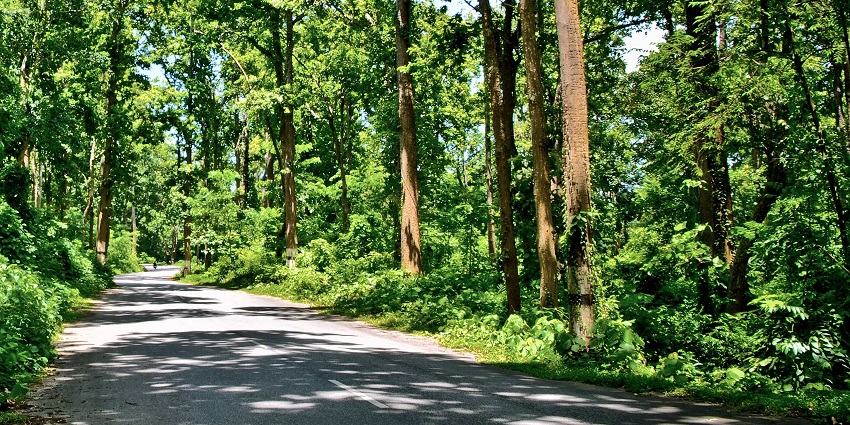 Garbhanga forest trail surrounded by dense green trees and natural greenery.