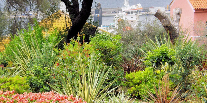 Lush pathways in Botanic Gardens with exotic plants, trees, and shaded seating spots