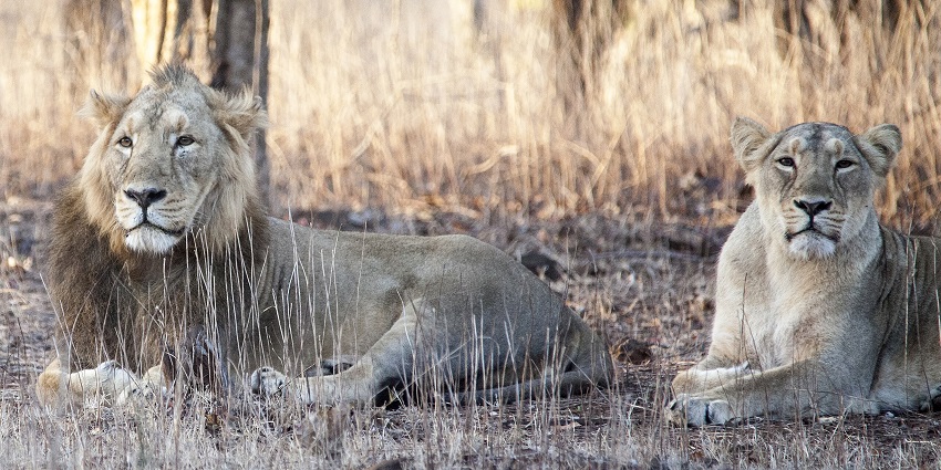 Lion in the Gir National Park, among the best places to visit in Gujarat in December.