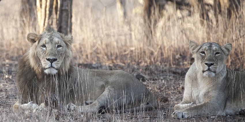 Lush forested sanctuary in Gujarat, home to majestic Asiatic lions and rich biodiversity, is one of the top places to visit in Gujarat in May.