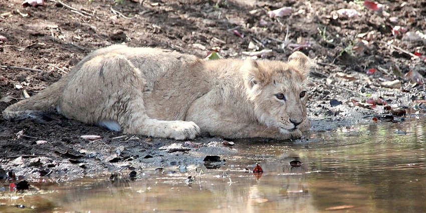 Dense forest habitat in Gujarat known for Asiatic lions, diverse wildlife, and open grasslands.
