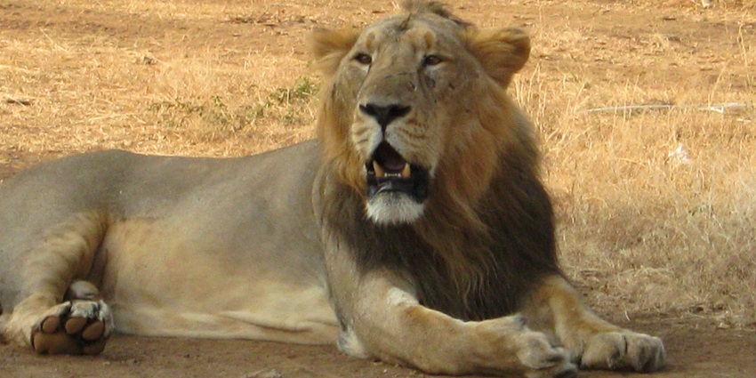 Gir National Park is one of the places to visit in Gujarat in January for its rich wildlife