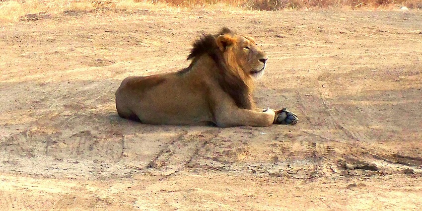 The Asiatic lions in the Gir National Park, one of the places to visit in Gujarat in June.