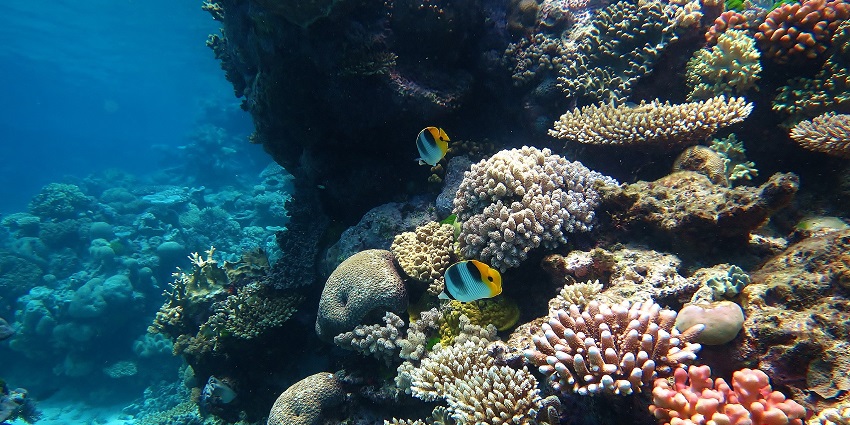 Colourful corals of the Great Barrier Reef defines top 5 travel destinations in Australia